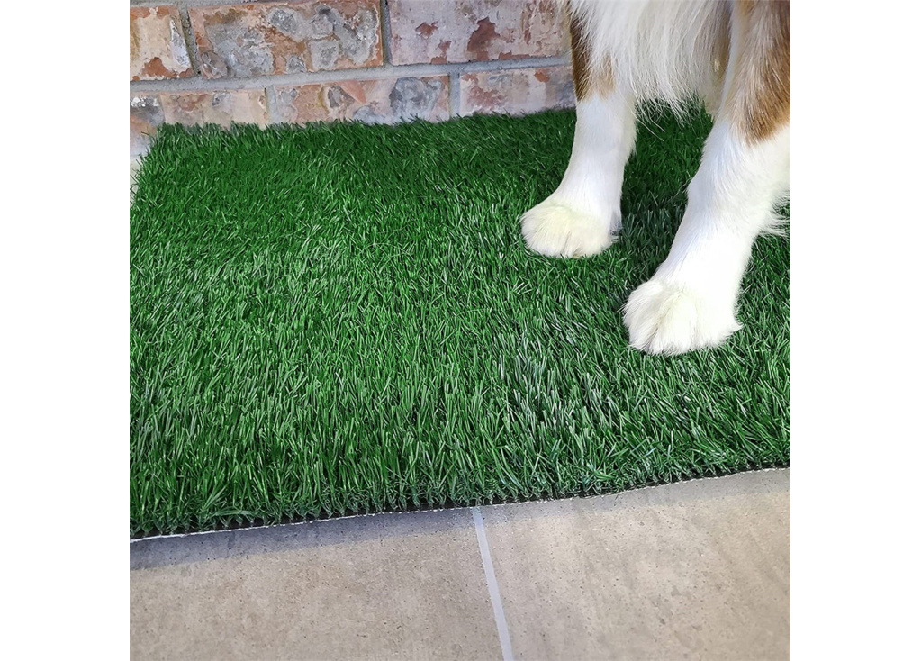 What training equipment does the owner need to buy before training the dog at home?